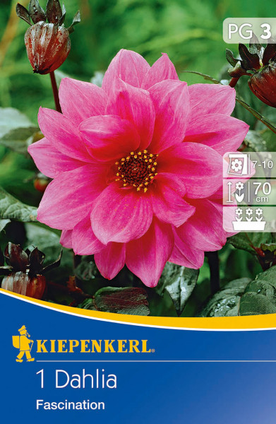 Produktbild von Kiepenkerl Dunkellaubige Beetdahlie Fascination mit einer aufgeblühten pinken Dahlienblüte und Verpackungsinformationen.