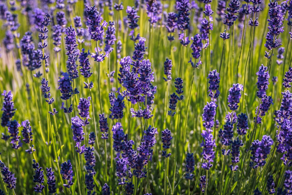 lavender-5246827_1920