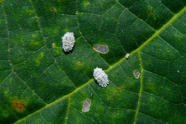 2400-close-up-of-pseudococcidae