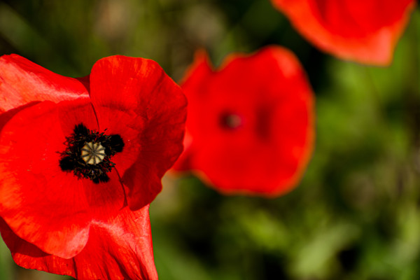 2400-poppy-head-at-springtime-in-a-garden-papaver-rhoeas-ranunculales-2