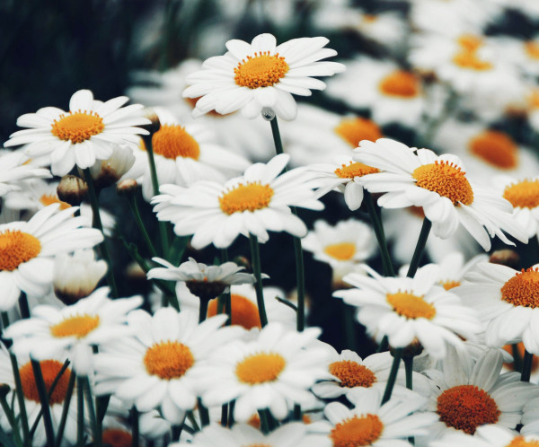 2400-close-up-of-daisy-field