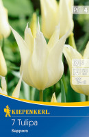 Kiepenkerl Lilienblütige Tulpe Sapporo