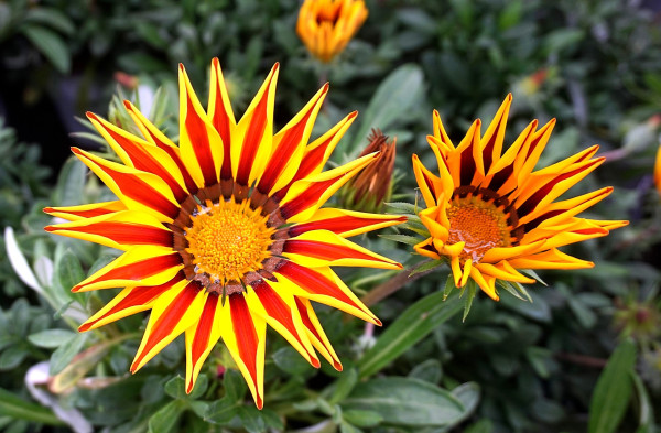midday-flower-4197515_1920