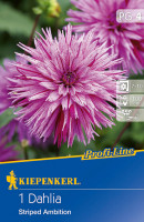Kiepenkerl Splitt-Dahlie Striped Ambition