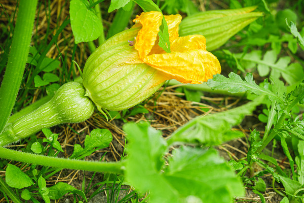 2400-young-plant-butternut-squash-on-an-organic-farm-3