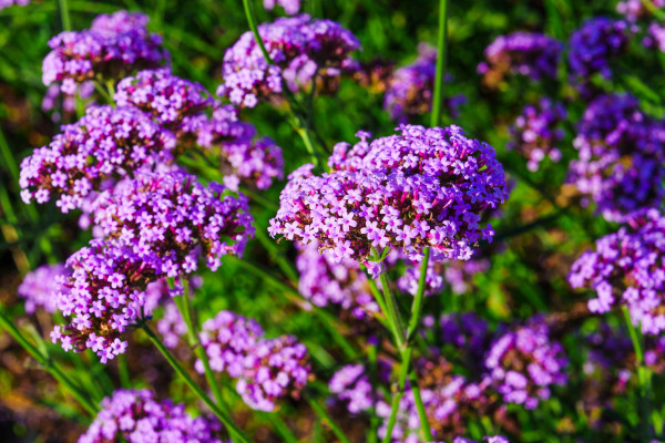 2400-a-beautiful-shot-of-a-cluster-of-purple-flowers-in-full-bloom-the-flowers-are-delicate-and-have-a-soft-texture-the-background-is-blurred-which-helps-to-focus-the-viewers-atten