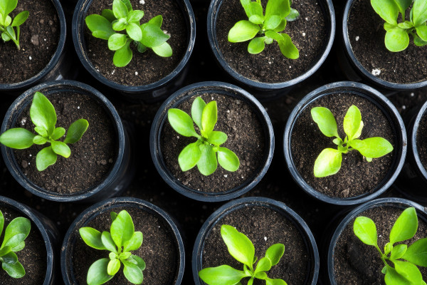 large-rows-of-small-green-plants-in-black-pots-with-soil