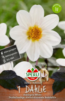 Sperli Dahlie Dahlegria White