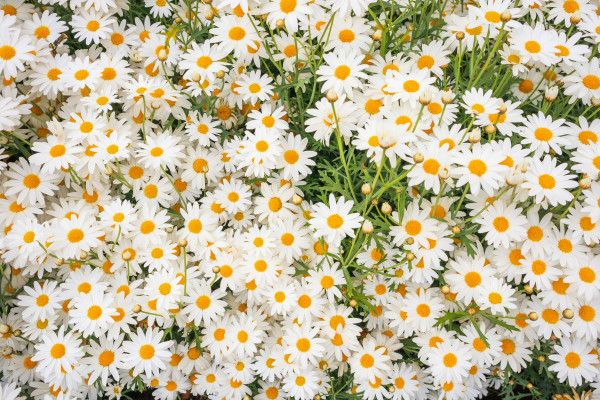 2400-beautiful-white-camomiles-daisy-flowers-field-on-green-meadow-1