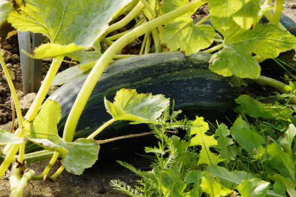 zucchini-190775_1920