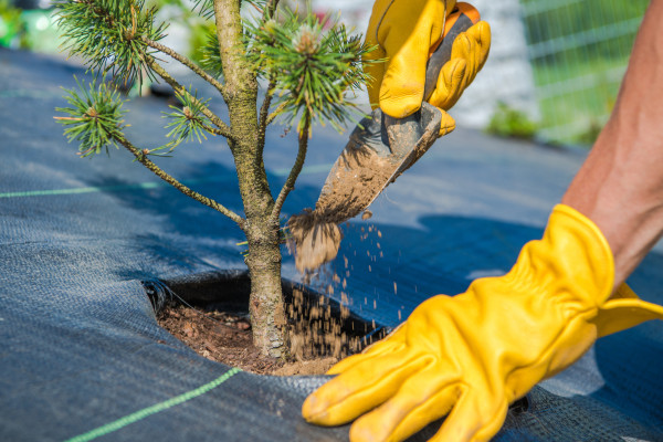 large-planting-a-plant-when-gardening