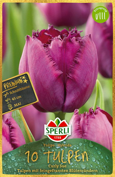 Produktbild von Sperli Premium Gefranste Tulpe Curly Sue mit Abbildung der violetten Blüten und Verpackungsinformationen.