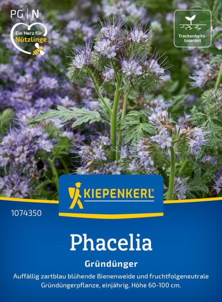 Kiepenkerl Phacelia Bienenfreund