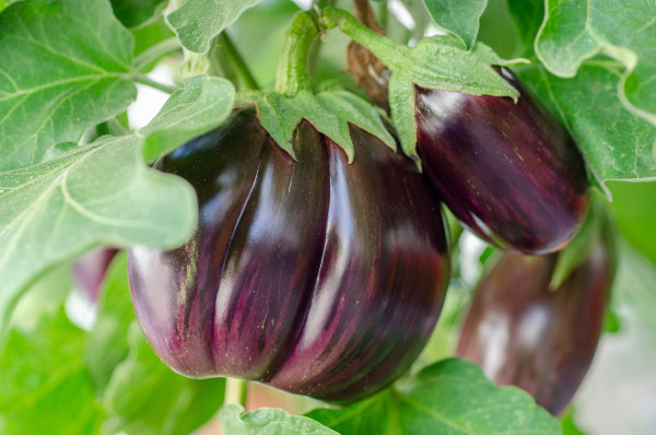 eggplant-7373430_1280