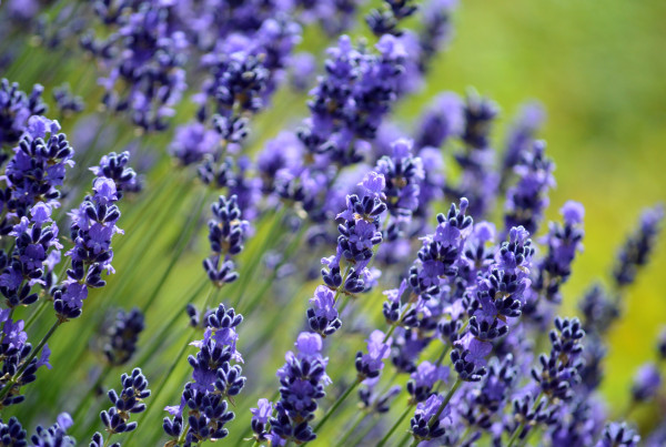 lavender-8850747_1920