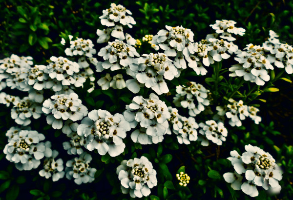 candytuft-3376568_1920