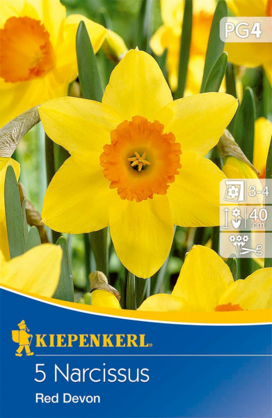 Produktbild von Kiepenkerl Trompetennarzisse Red Devon mit Abbildung gelber Blumen und Informationen zu Pflanzzeit und Wuchshöhe.