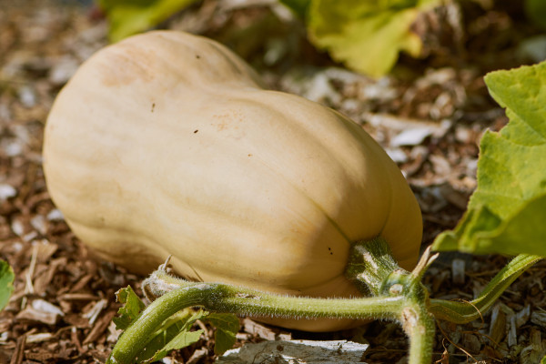 large-butternut-squash-growing-in-the-field-1