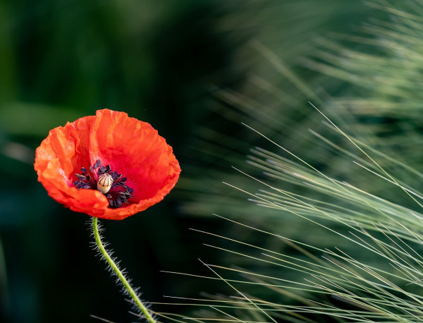 poppy-6375453_1280