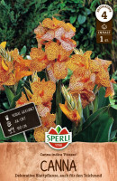 Sperli Blumenrohr Picasso