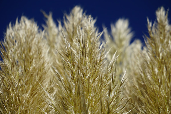 dry-grass-6768082_1920