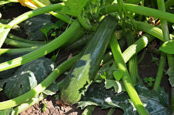 courgette-847094_1280