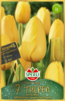 Sperli Premium Einfache Späte Tulpe Roi du Midi