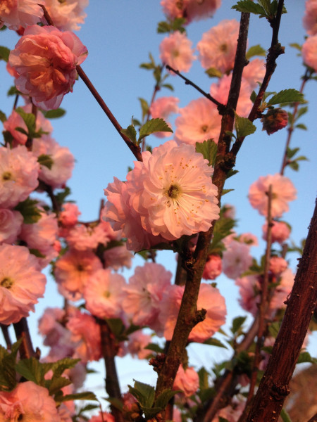 almond-florets-3387398_1920