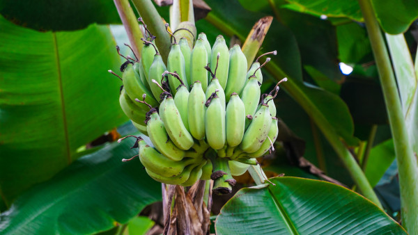 large-unripe-green-bananas-on-a-banana-plant