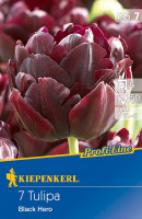 Kiepenkerl Profi-Line Gefüllte späte Tulpe Black Hero