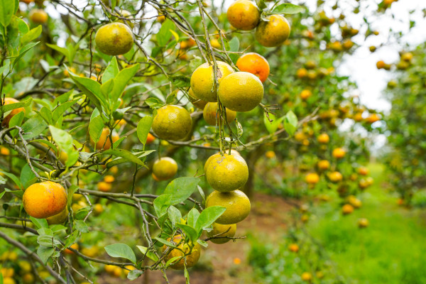 large-oranges-on-the-tree-ready-for-harvests-navel-orange-citrus-sinensis-or-known-as-limau-madu