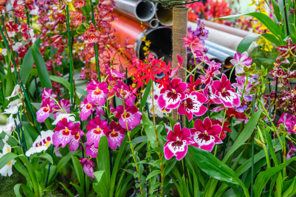 2400-beautiful-orchids-in-keukenhof-park-lisse-holland-netherlands