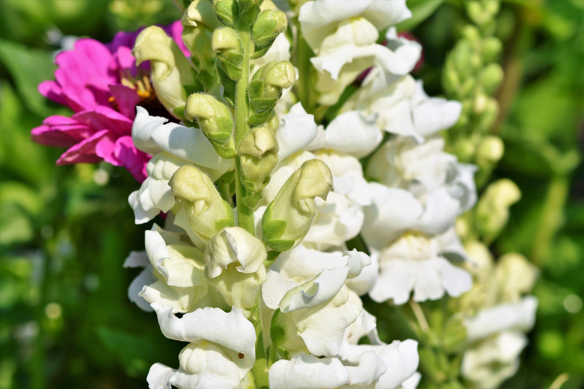 Löwenmäulchen Samen Blumensamen günstig auf samen.de