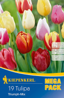 Kiepenkerl Mega-Pack Triumph-Tulpe Mischung