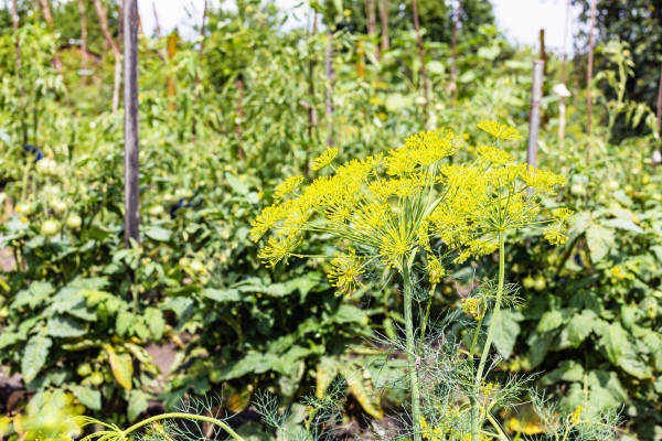 2400-wet-flowering-dill-plant-with-raindrops-in-garden