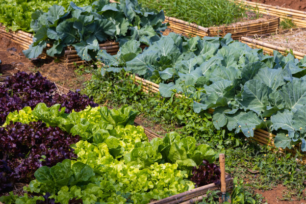 large-vegetables-in-the-backyard-eco-friendly-garden