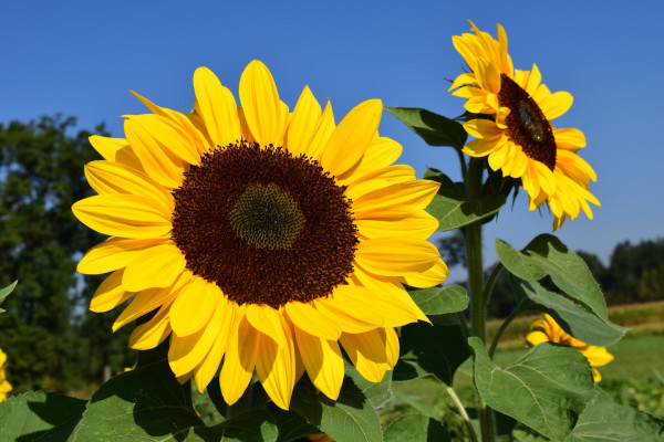 sunflowers-1627188_1920