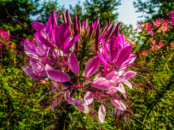 spider-flower-199734_1920