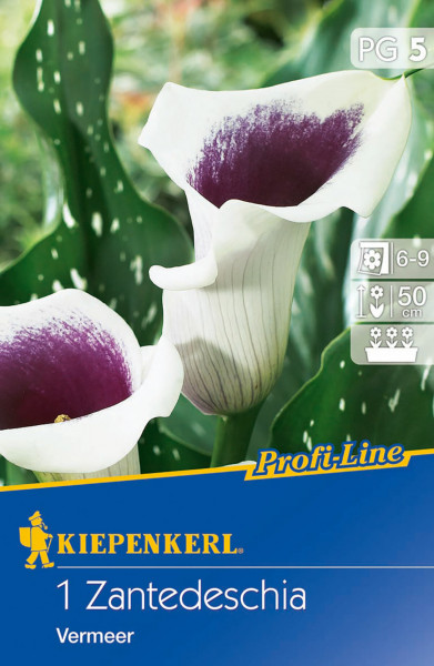 Produktbild von Kiepenkerl Calla Vermeer mit Abbildung der Blüte und Angaben zu Blütezeit und Wuchshöhe auf der Verpackung.