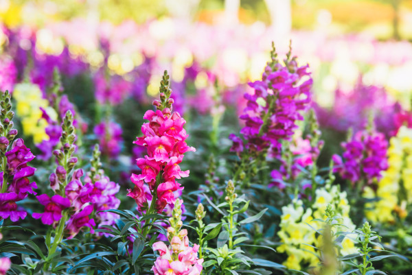 2400-background-nature-flower-antirrhinum-snap-dragon-blooming-in-garden 2400-background-nature-flower-antirrhinum-snap-dragon-blooming-in-garden