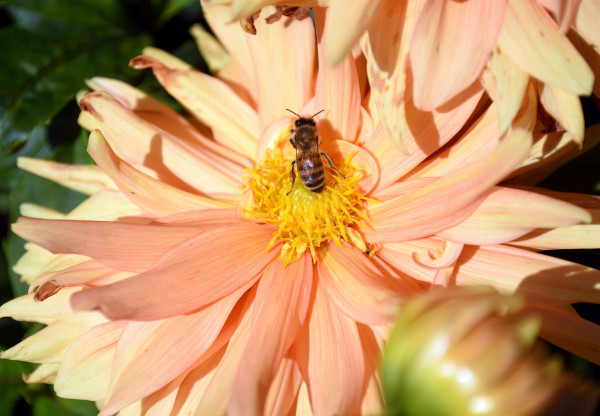 large-selective-focus-of-bee-pollinating-orange-dahlia-flower-under-sunlight