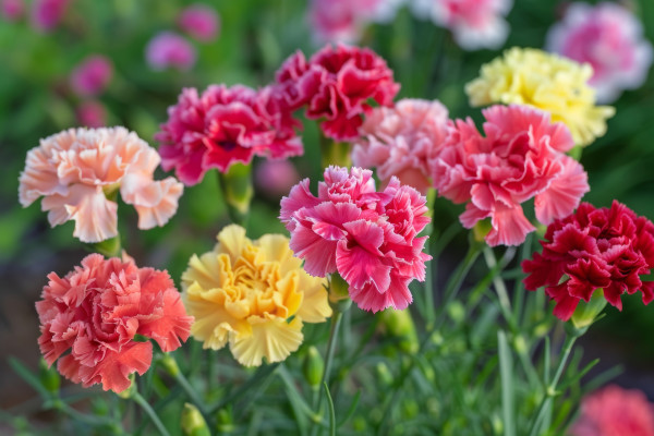 large-ai-generated-collection-of-carnation-flowers-in-red-pink-yellow-and-peach-huesjFXSfqubkvPCj