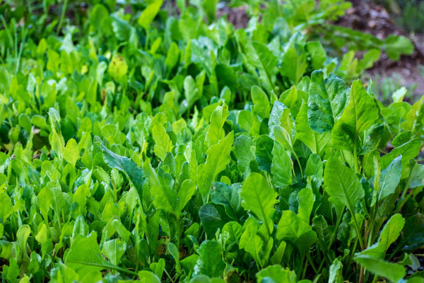 vegetables-6986310_1920