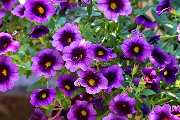 petunias-4296678_1920