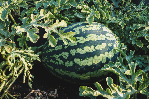 2400-watermelon-growing-in-the-garden-ripe-watermelon-on-vine-closeup