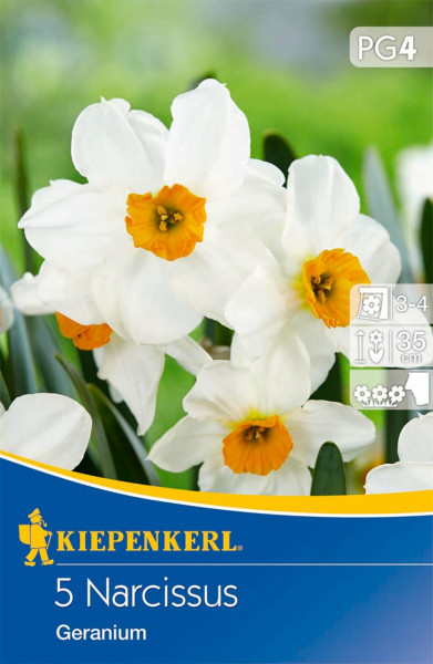 Produktbild von Kiepenkerl Poetaz Narzisse Geranium mit weißen Blüten und orangefarbenem Zentrum sowie Pflegehinweisen und Markenlogo.