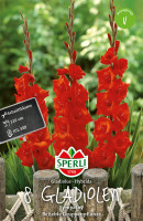 Sperli Gladiole Sympathy
