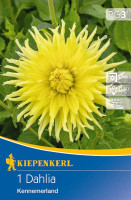 Kiepenkerl Kaktus-Dahlie Kennemerland