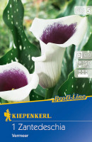Kiepenkerl Calla Vermeer