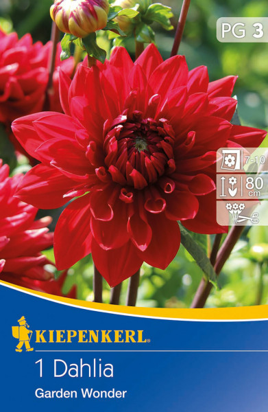 Produktbild der Kiepenkerl Dekorative Dahlie Garden Wonder mit roter Blüte und Verpackungsinformationen im Vordergrund.